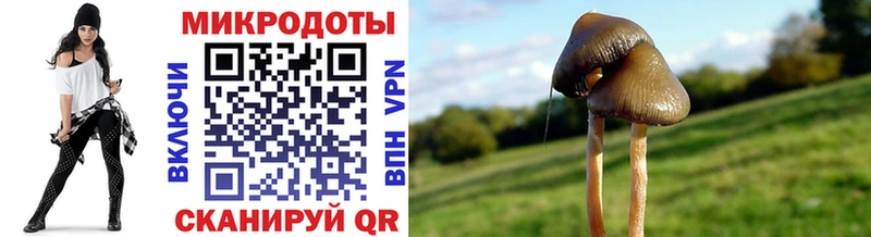 купить  цена  Горнозаводск  Псилоцибиновые грибы Psilocybe 
